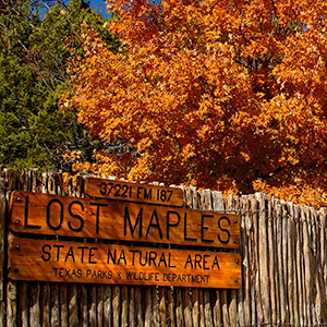 Lost Maples State Natural Area